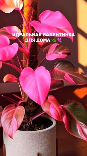 Идеальная валентинка 🫶🏻