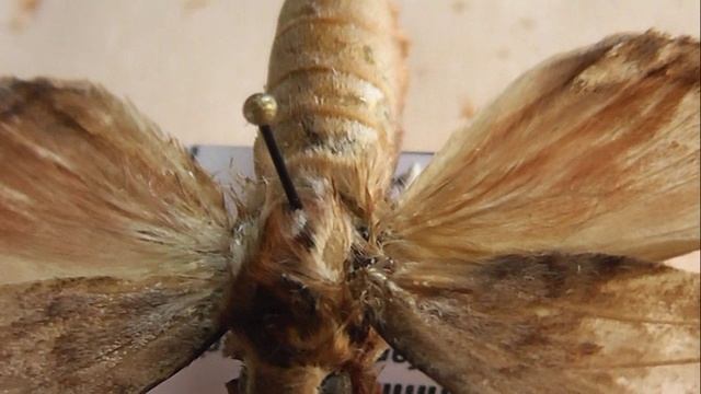 БРАЖНИКИ: 676. Clanidopsis exusta