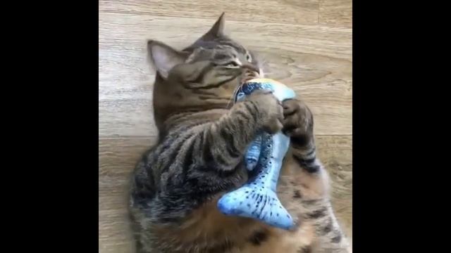 #смешныевидео -858