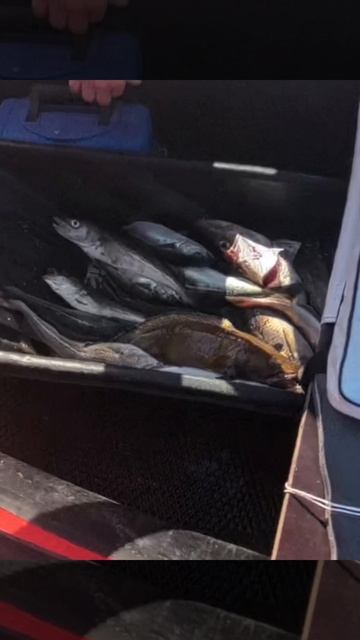 Улов Баренцева моря