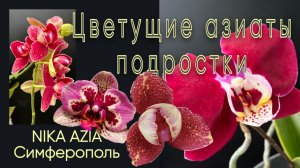 Обзор поставка от SON YA. NCK. Цветение подростков