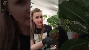 Пересаживаю фикус Микрокарпа Смайл, говорю про грунт, про корни, про дренаж, про стимуляторы