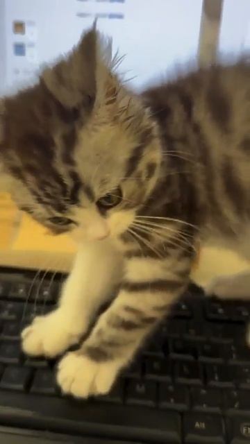 Работа заблокирована😏