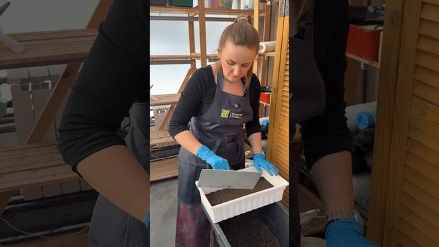 СЕЕМ ЛУК ИЗ СЕМЯН. Луковица за один год (за лето) смотреть онлайн