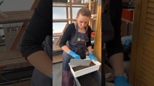 СЕЕМ ЛУК ИЗ СЕМЯН. Луковица за один год (за лето)