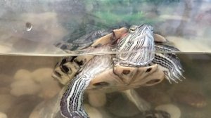 Черепахи юной взгляд...🐢Красноухая черепаха танцует😃