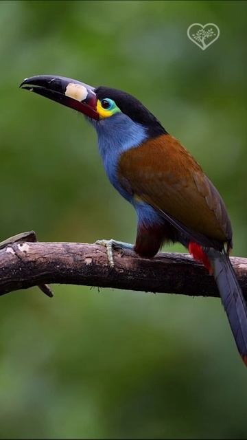 Горный тукан