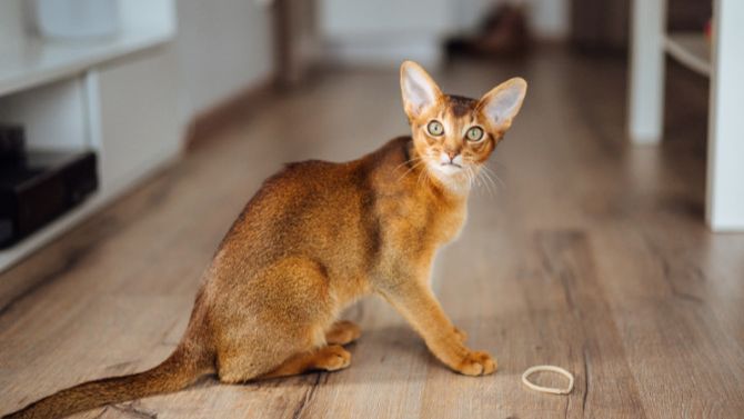 Абиссинская кошка смотреть онлайн