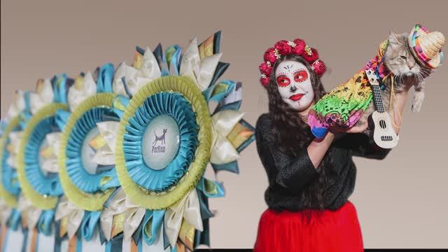 РосКошный путь к успеху / Светлана Богатова, заводчик курильских бобтейлов