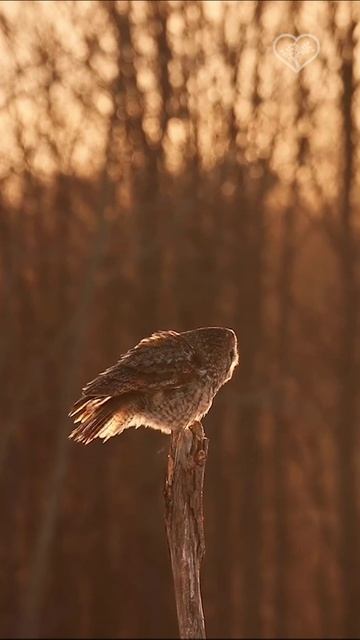 Большая серая сова