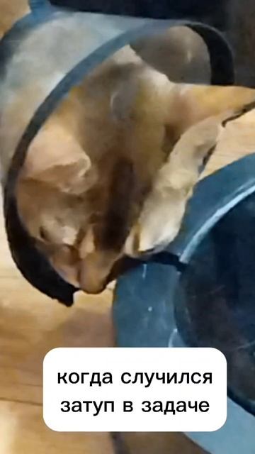 когда случился затуп #физика когда случился затуп #физика