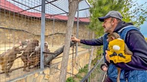 УДИВИТЕЛЬНО! В новом вольере вожак гамадрил не стал ОТБИРАТЬ ЕДУ у Люськиной семьи, СТРАННО!