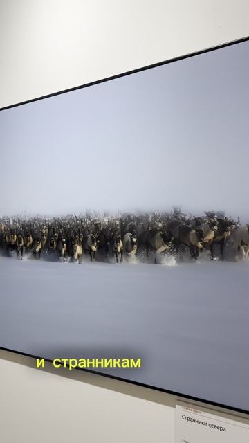 В Москве открылся фестиваль "Первозданная Россия" смотреть онлайн