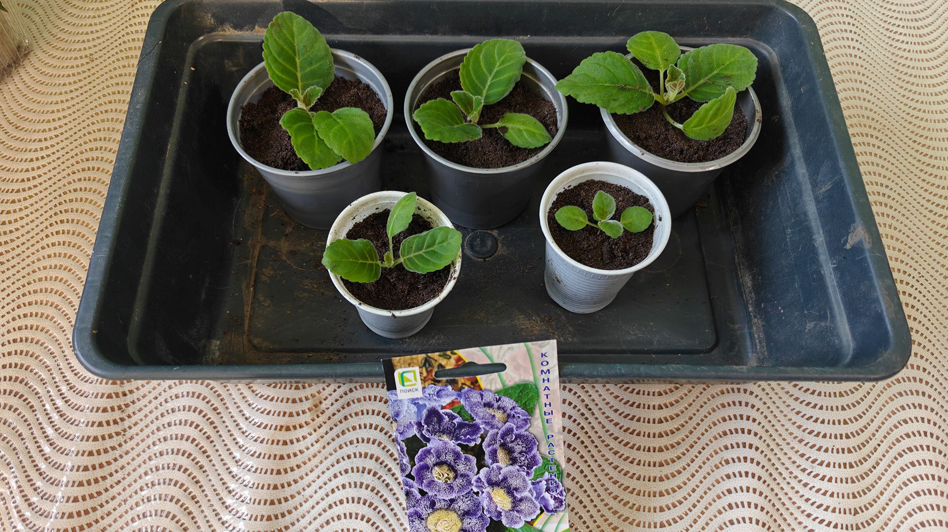 Первая пересадка (пикировка) глоксиний! Выращивание глоксиний из семян! смотреть онлайн