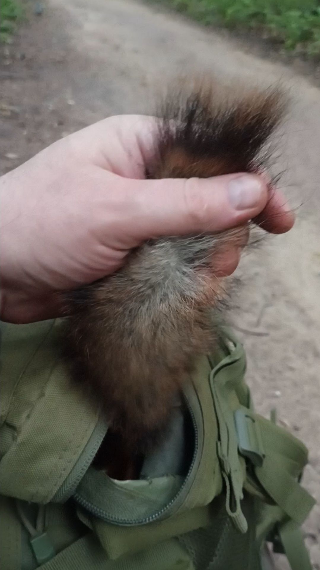 Белка нашла шишку у меня в рюкзаке. Июль 202