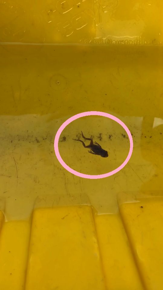 Смешной маленький лягушонок