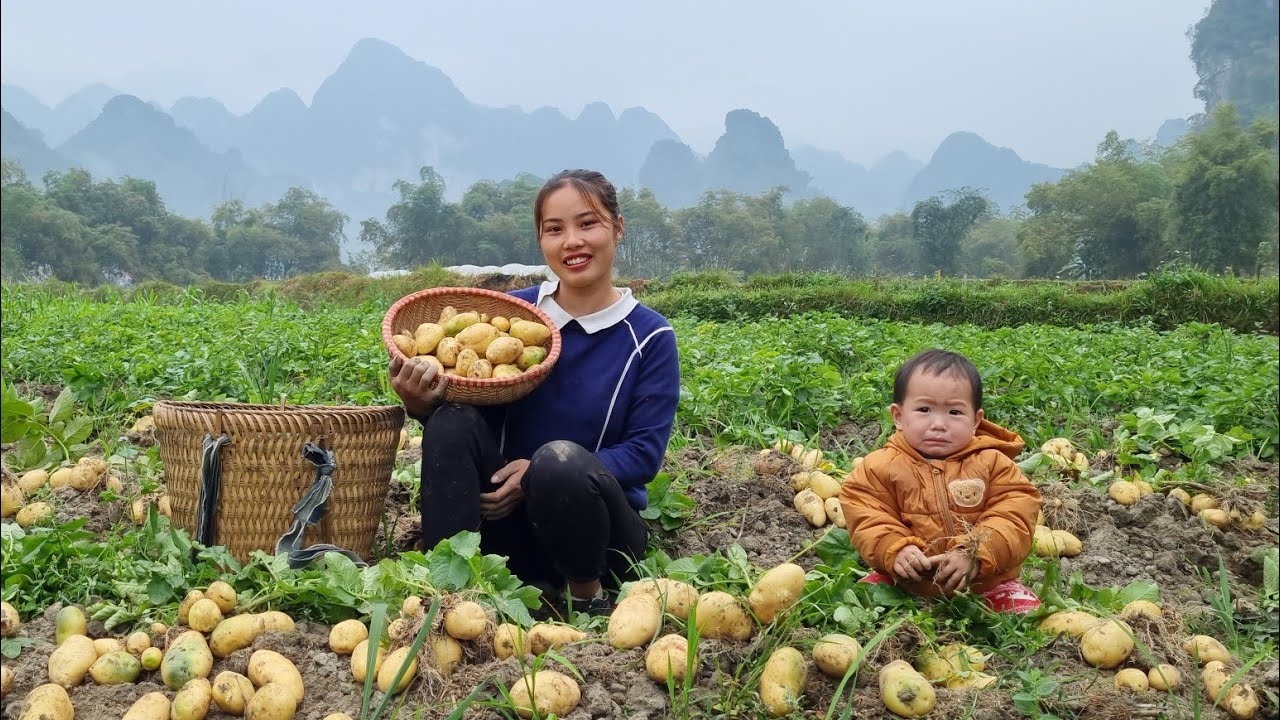 Мама поневоле. Дуонг. Собираю картошку для продажи на рынке. Продолжаю красить дом. Серия 45 смотреть онлайн