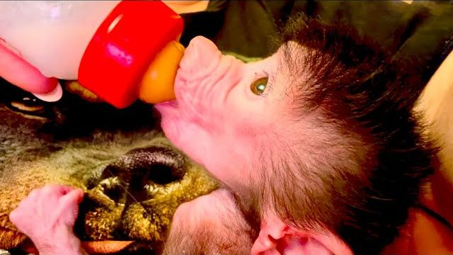 Николь психушка, сама не знает чего хочет, а на меня обижается😁 смотреть онлайн