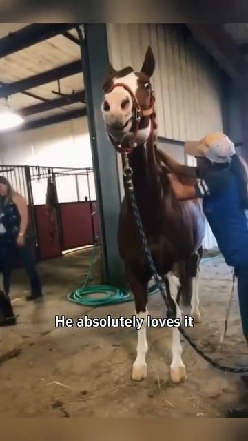 Смех до слёз Лошадки приколы 🤣 смотреть онлайн