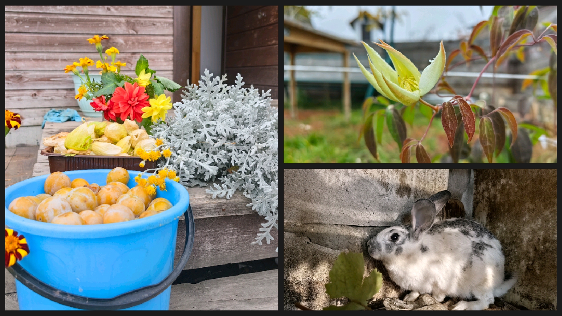 Завершение сезона в саду 🌿🍂 | Подготовка к зиме в тихий октябрьский день Завершение сезона в саду 🌿🍂 | Подготовка к зиме в тихий октябрьский день