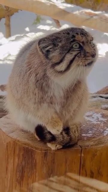 YouCut_20260205_041133469.mp4