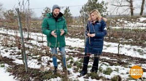 Что снится виноградникам зимой? Доброе утро. Фрагмент выпуска от 05.02.2026