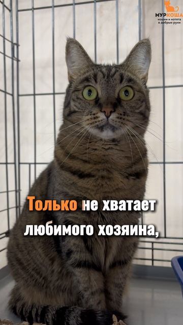 Лагуэрта ждёт вас в приюте #Муркоша смотреть онлайн