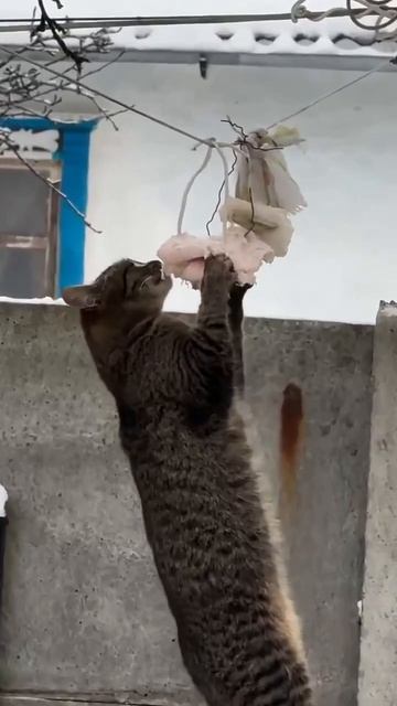 Я: *оставляю во дворе сало для синичек*