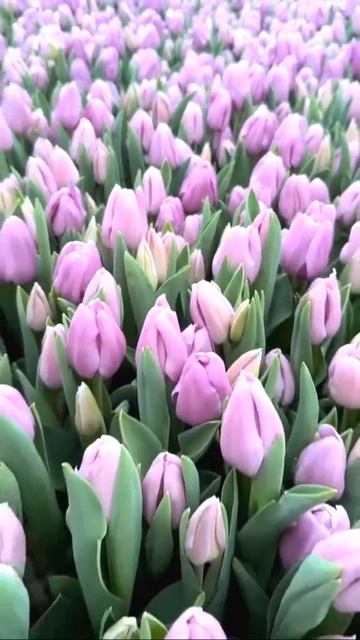 VID_20260205_204538_738.mp4