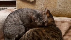 Ты да я да мы с тобой (видео из архива тиктока)