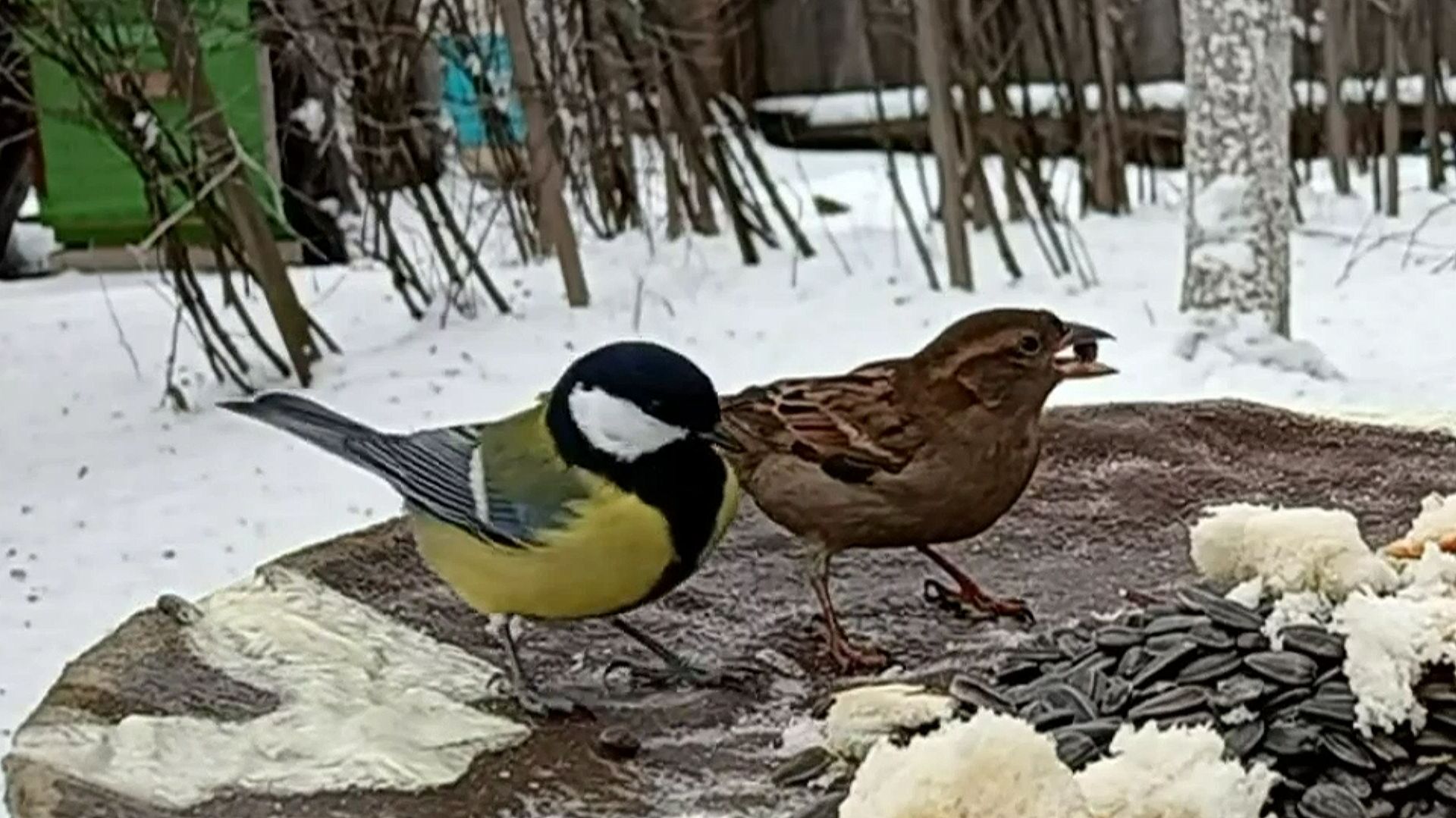 На кормушку прилетели Воробьи, Большие Синицы, Лазоревки и Сойки