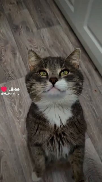 Стой.#забавныепитомцы#юмор#кот#животные