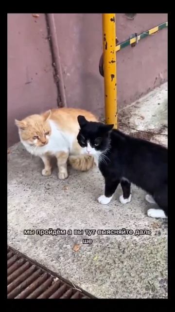 #разборки #кот #собака #животные #страх #смех #юмор #прикол