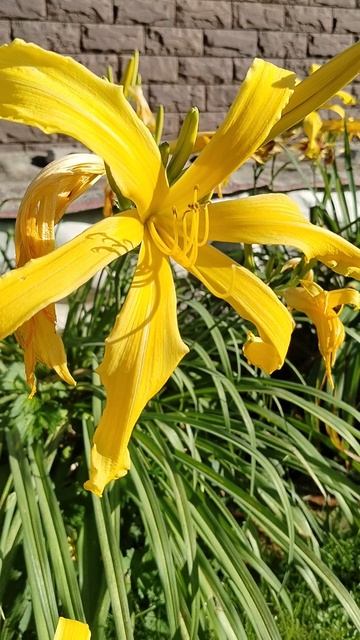 Лилейник Спайдер 'Киндли Лайт' (Kindly Light) у нашем саду 2025 смотреть онлайн