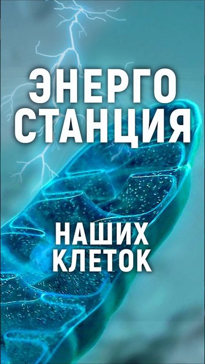 Энергия для жизни всех организмов. Митохондрия