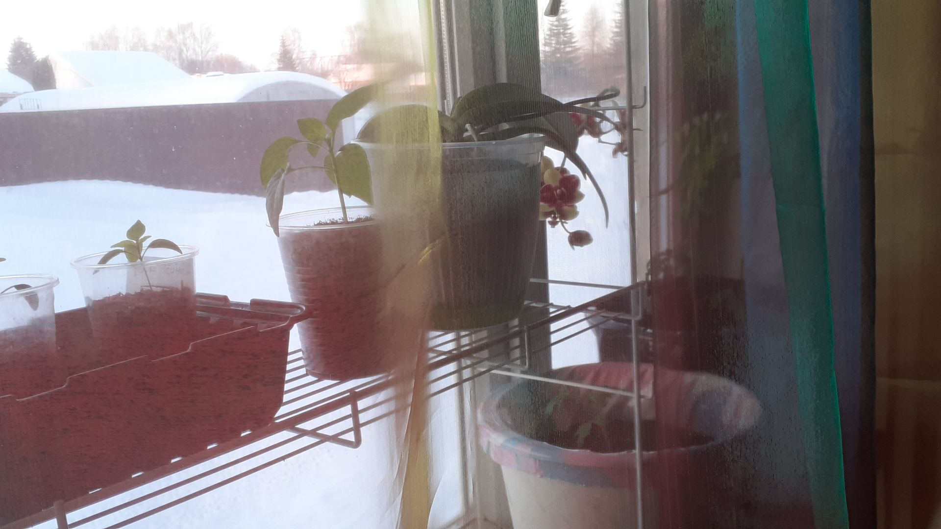 05.02.2026 Что со светом на окне и какими покупными грунтами пользуюсь в этом сезоне.