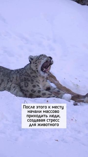 Снежного барса пришлось отловить под Алматы