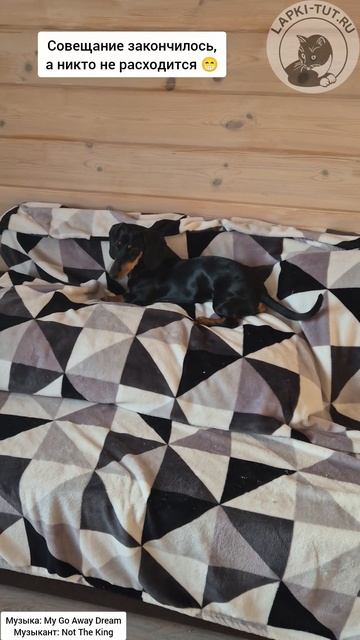 Кот-босс Тайсон провел совещание, пора и поработать 😁 

#лапкитут #важныйкот #рабочиебудни #питомцы