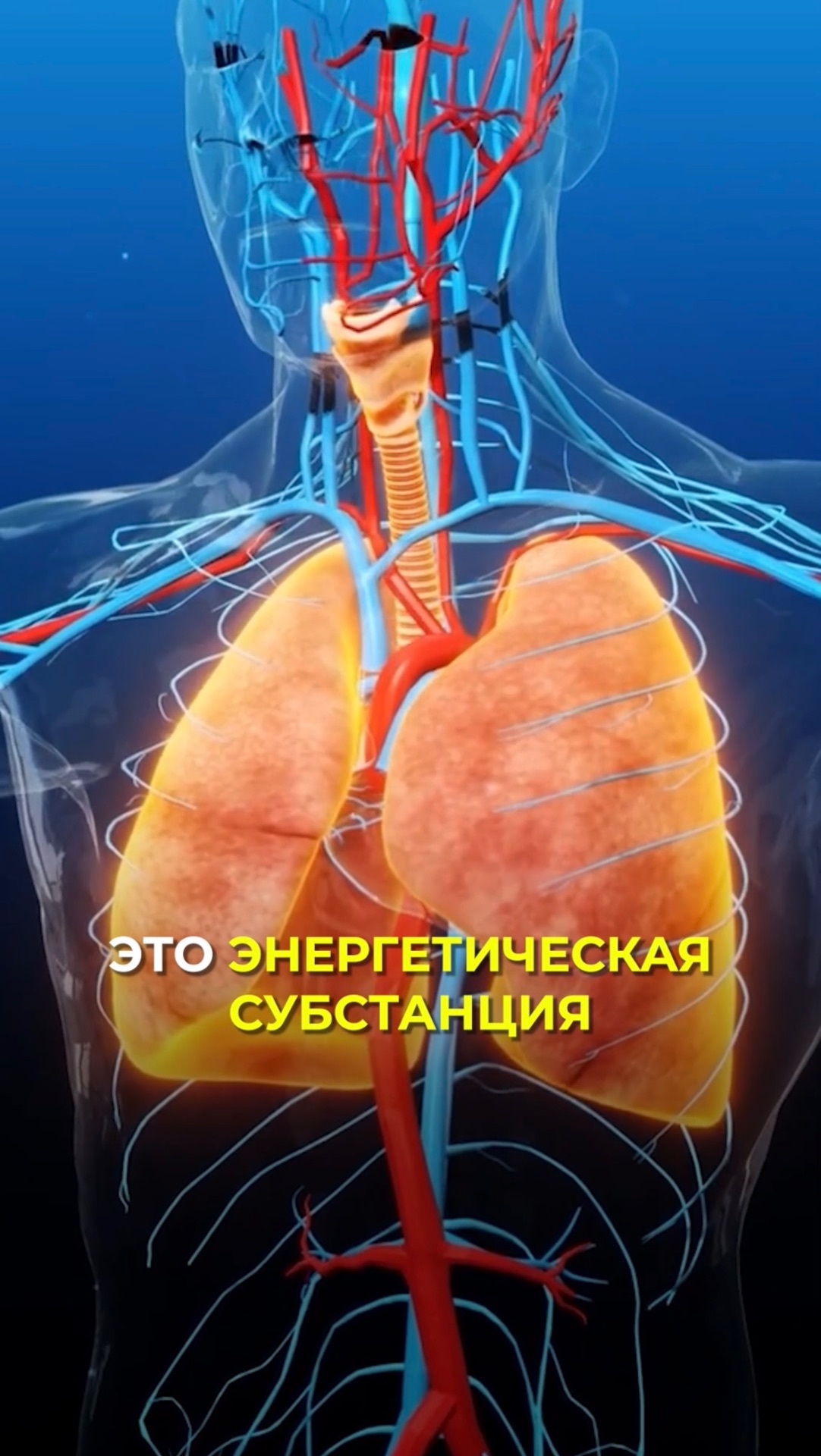 Энергия в организме зависит от кровотока!