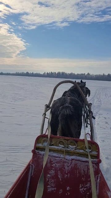 гоню коней в поле