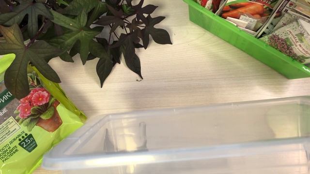 Как и чем избавиться от почвенного комарика обзор покупок в ФИКС ПРАЙСе и посылки с ОЗОНа