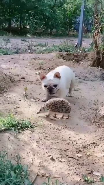 Давай шевели поршнями