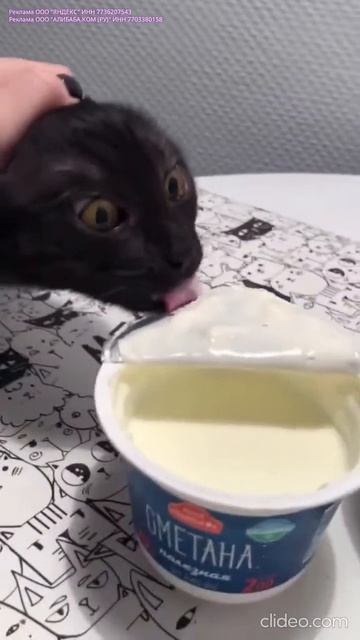 Кот очень хочет сметаны смотреть онлайн