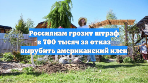 Россиянам грозит штраф в 700 тысяч за отказ вырубить американский клен