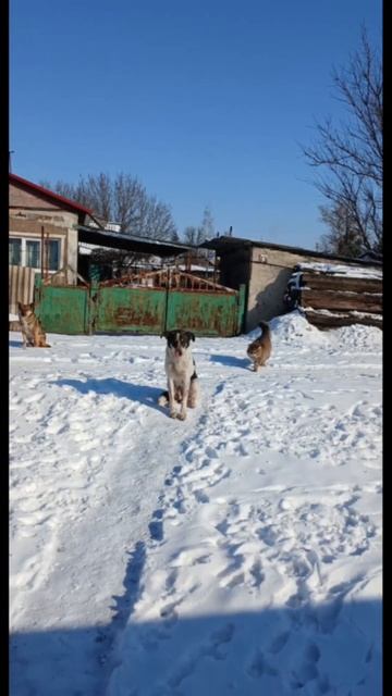 Наша стая ух большая, но живётся классно нам! Вместе радость приумножим, грусть разделим пополам!  М
