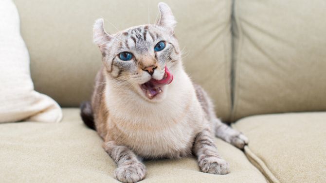 Американский кёрл смотреть онлайн