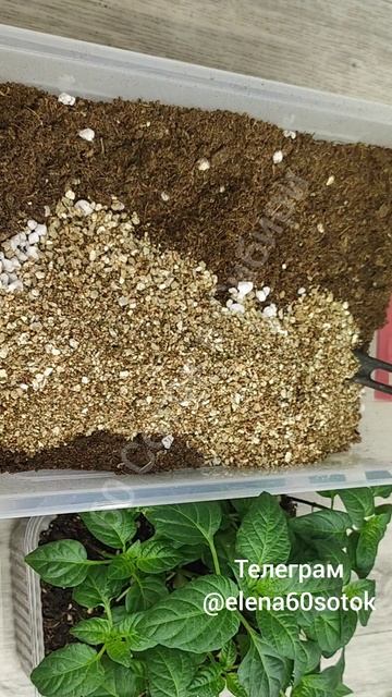 Секрет посева перцев, о котором все молчат! Жалею, что раньше об этом не знала! Теперь сею перец так