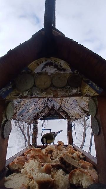 1000009537.mp4Жизнь кормушки.05.02.2026г.