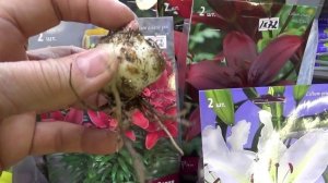 2201.  Если покупаем георгины,лилии в феврале, как сохранить?ВПЛ.