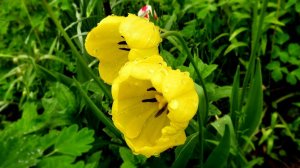 Тюльпаны и аквилегия